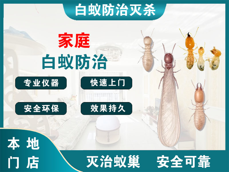 兴化市家庭白蚁防治