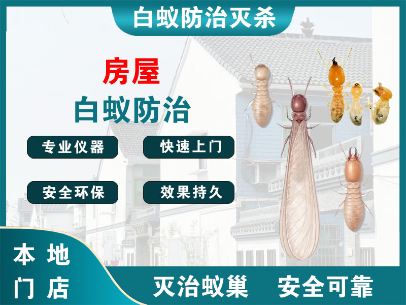 兴化市房屋白蚁防治